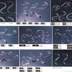 240-495-Chandelier-Arms.jpg